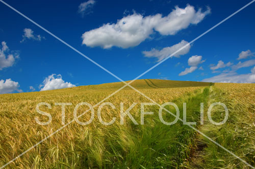 Footpath through a wheat field under a blue sky