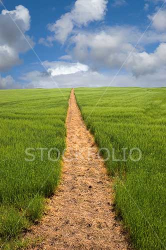 Footpath stretching out across a field to the horizon