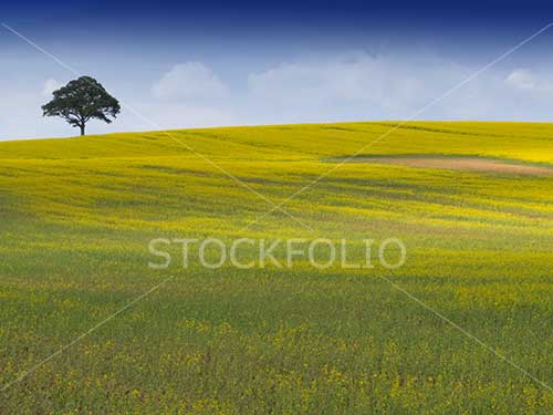 Single tree on the skyline in a field of yellow rapeseed